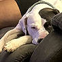 dog, white_dog, black_patch, sleeping, couch, person, legs, pants, floral_clothing, indoor, relaxation, pet, resting, canine, comfort, domestic_animal, nap, closeup, fur, paw