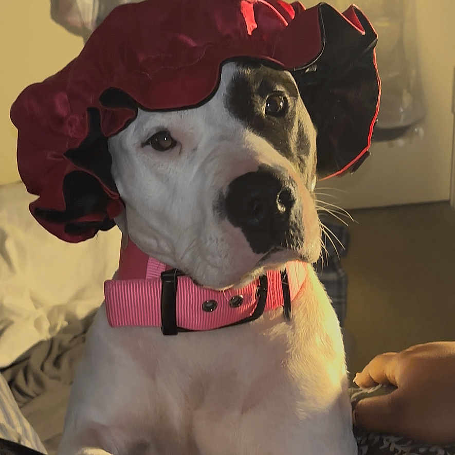 Peppa Louisa Mae is registered to the contest to win money with this photo: animal, black_spot, blanket, bonnet, closeup, cozy, curious, cute, dog, domestic, furniture, hand, indoor, pet, pink_collar, portrait, red, resting, room, white_dog