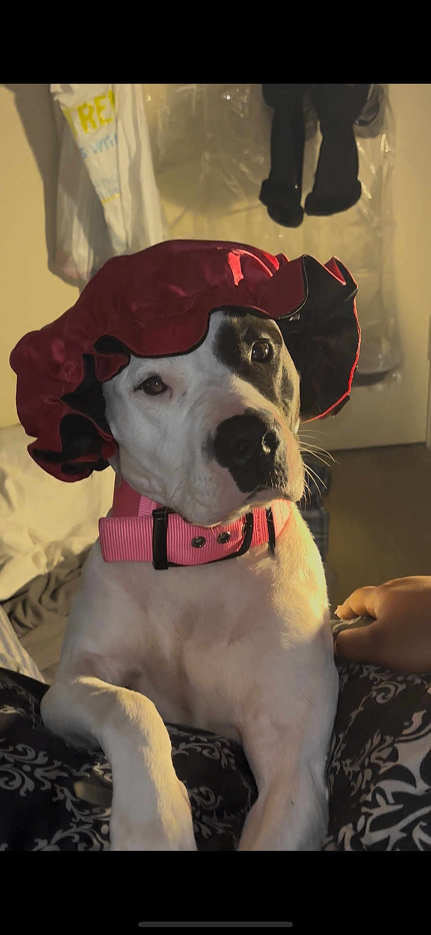 Peppa Louisa Mae