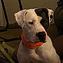 Peppa Louisa Mae is registered to the contest to win money with this photo: dog, white_dog, black_patch, orange_collar, indoor, carpet, pet, animal, sitting, looking_away, furniture, person_leg, cozy, warm_lighting, domestic, companion, portrait, canine, household, relaxed