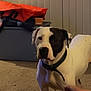Peppa Louisa Mae is registered to the contest to win money with this photo: dog, indoor, carpet, pet, animal, white, black_patch, collar, hand, curious, alert, storage_bin, orange_bag, background, room, furniture, domestic, companion, standing, mammal