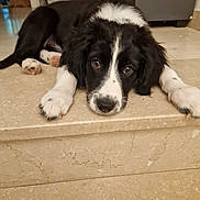 Molly participe au concours pour gagner de l'argent avec cette photo : animal, architecture, building, canine, cockerspaniel, collie, couch, dog, furniture, hardwood, hound, husky, indoors, labradorretriever, livingroom, pet, pointer, puppy, slate, wood