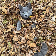Sage is registered to the contest to win money with this photo: cat, gray_cat, leaves, dry_leaves, autumn, fall, outdoor, animal, pet, playful, nature, fur, tail, paw, curious, camouflage, closeup, texture, background, season