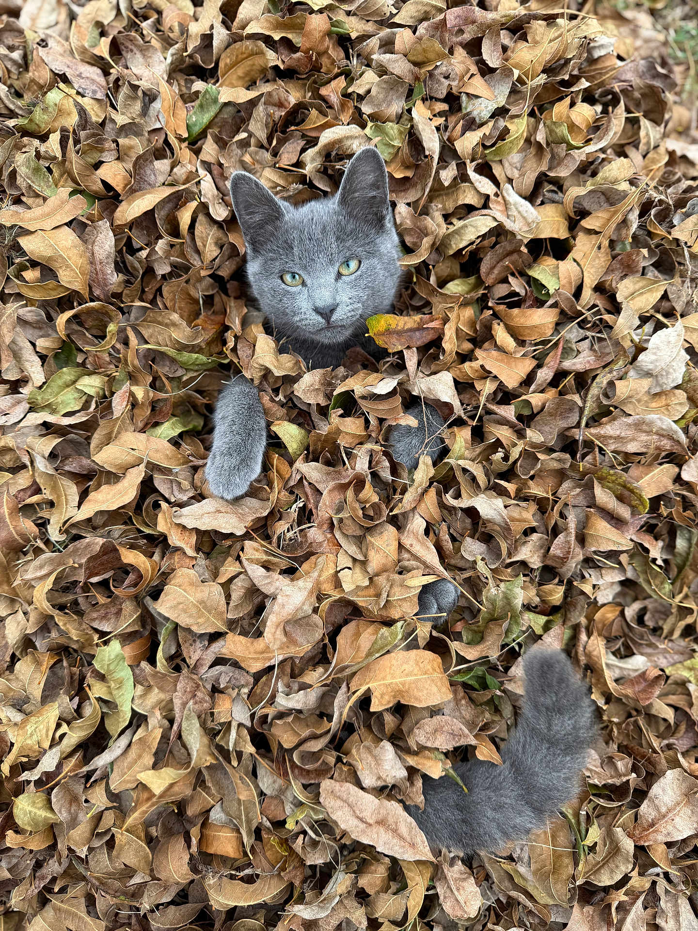 Sage is registered to the contest to win money with this photo: cat, gray_cat, leaves, dry_leaves, autumn, fall, outdoor, animal, pet, playful, nature, fur, tail, paw, curious, camouflage, closeup, texture, background, season