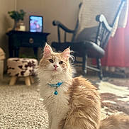 Tega is registered to the contest to win money with this photo: cat, domestic_cat, pet, kitten, fluffy, collar_with_bell, whiskers, paw, tail, indoor, carpet, rug, armchair, rocking_chair, ottoman, soft_light, home_interior, portrait, cozy, calm