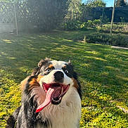 Venom participe au concours pour gagner de l'argent avec cette photo : dog, tongue, happy, outdoor, grass, sunlight, garden, pet, canine, smile, nature, playful, fur, animal, daylight, blue_sky, tree, excited, closeup, portrait