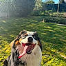 dog, tongue, happy, outdoor, grass, sunlight, garden, pet, canine, smile, nature, playful, fur, animal, daylight, blue_sky, tree, excited, closeup, portrait