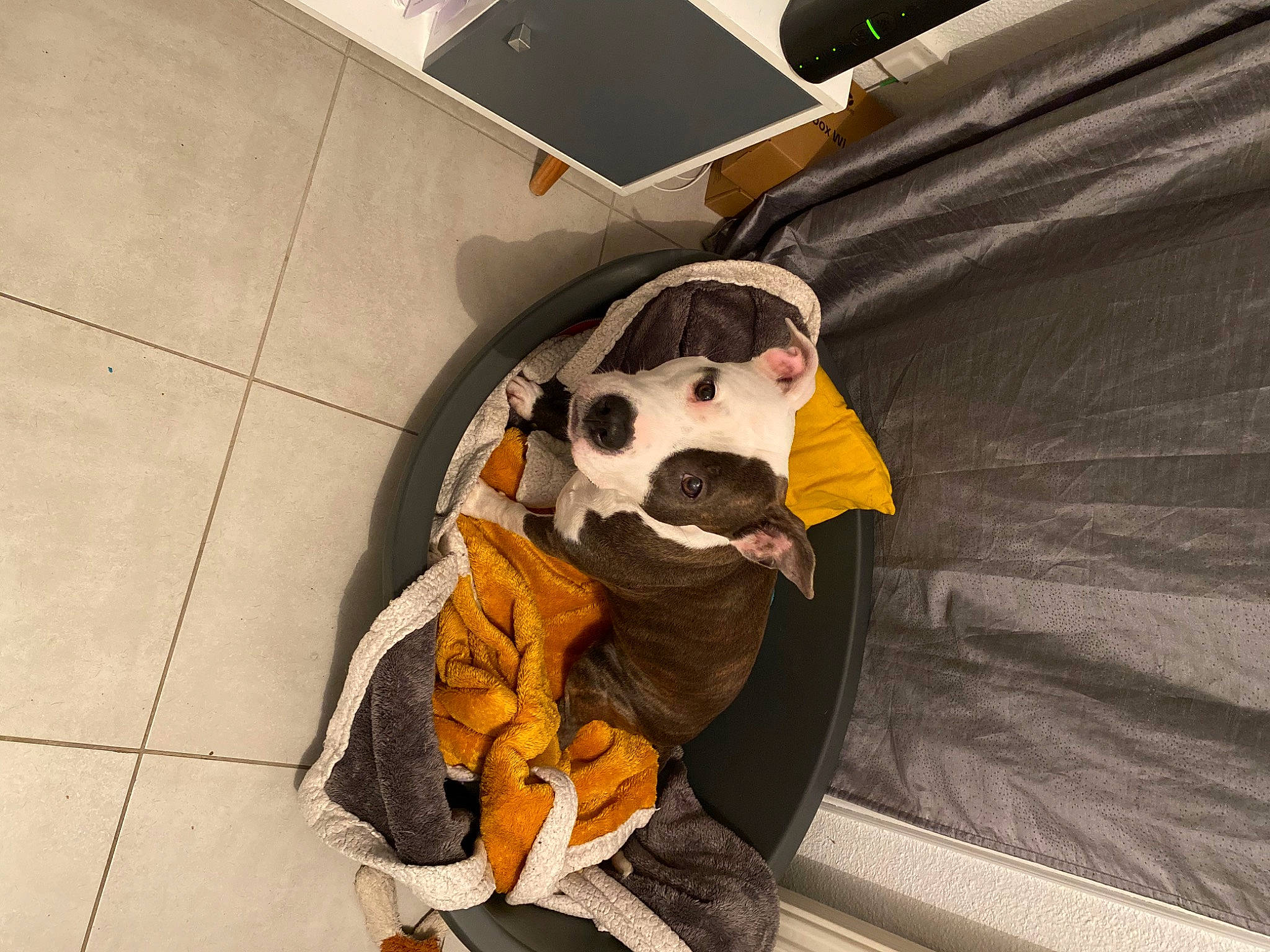 Olia a rejoint le concours — aidez-le/la à gagner de superbes lots ! bag, canidae, carnivore, comfort, companion_dog, dog, dog_breed, dog_clothes, dog_supply, fawn, flooring, fur, laptop, personal_protective_equipment, snout, sporting_group, stuffed_toy, toy, vehicle_door, working_animal