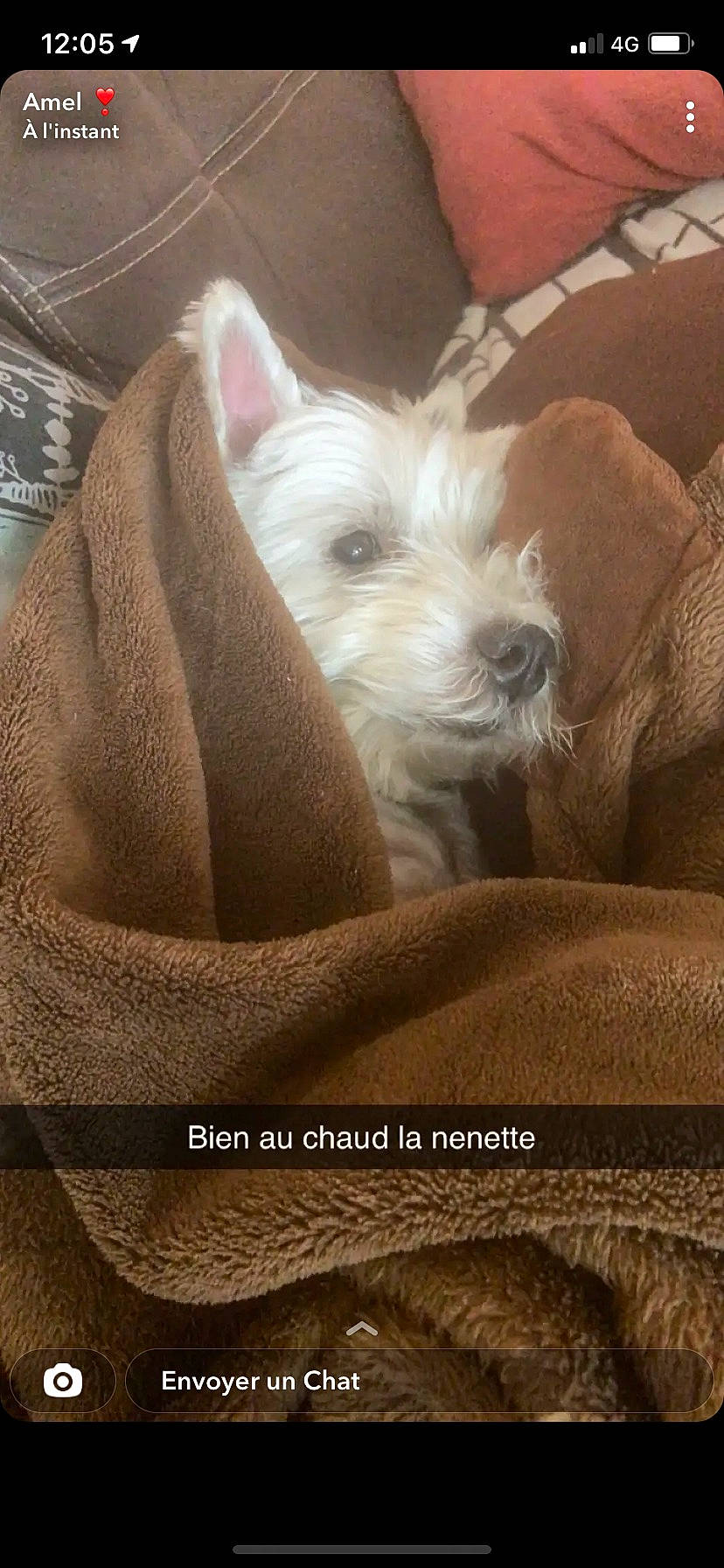 Shanna a rejoint le concours — aidez-le/la à gagner de superbes lots ! canidae, carnivore, comfort, companion_dog, dog, dog_breed, dog_supply, ear, fawn, fur, non_sporting_group, photo_caption, small_terrier, snout, sporting_group, terrier, toy_dog, working_animal