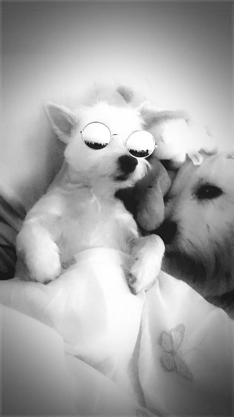 Shanna participe au concours pour gagner de l'argent avec cette photo : black_and_white, carnivore, companion_dog, dog_breed, felidae, fur, gesture, grey, happy, monochrome, monochrome_photography, nose, paw, small_to_medium_sized_cats, snout, stuffed_toy, style, teddy_bear, toy, whiskers