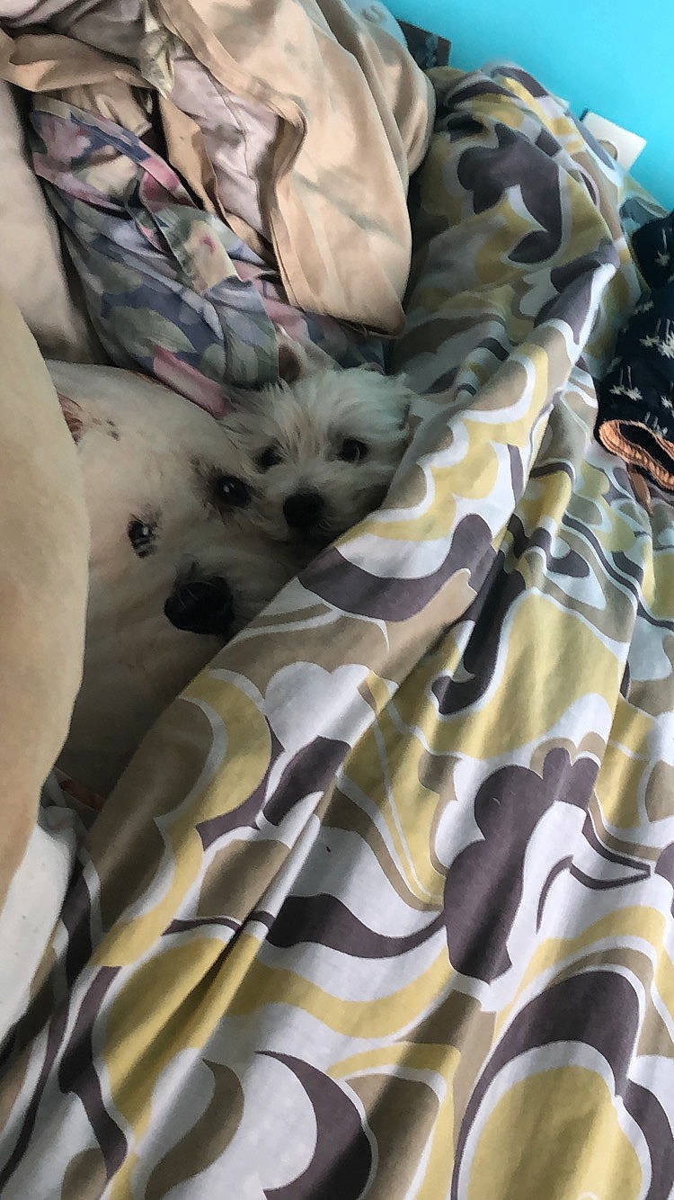 Shanna participe au concours pour gagner de l'argent avec cette photo : bed, carnivore, cat, comfort, day_dress, fawn, felidae, fur, grey, linens, pattern, peach, room, sleeve, small_to_medium_sized_cats, t_shirt, terrestrial_animal, textile, whiskers, white