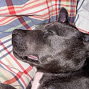 Freya is registered to the contest to win money with this photo: dog, sleeping, black_dog, close_up, plaid_blanket, pet, animal, fur, resting, indoors, cozy, peaceful, relaxed, snout, ear, whiskers, muzzle, soft_texture, portrait, canine