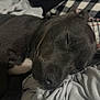 Freya is registered to the contest to win money with this photo: dog, sleeping, black_dog, white_patch, blanket, fabric, nap, cozy, closeup, pet, resting, fur, canine, indoors, cute, peaceful, relaxed, bed, animal, comfort
