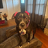 Betty Boop is registered to the contest to win money with this photo: dog, black_dog, pet, living_room, couch, flower_accessory, ears, curious, home_interior, wooden_floor, blanket, door, window, curtains, vase, flowers, cozy, domestic, animal, indoor