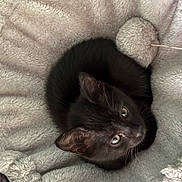 Cali joined the competition — help win amazing prizes! cat, kitten, black_cat, fur, whiskers, eyes, ears, pet, animal, sleeping, lying_down, upside_down, cozy, plush_bed, blanket, gray, indoor, cute, portrait, close_up