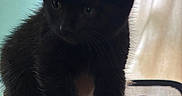 Cali is registered to the contest to win money with this photo: black_cat, kitten, feline, pet, animal, fluffy, fur, whiskers, ears, eyes, paws, hanging, being_held, indoor, bedroom, curtains, bed, portrait, close_up, cute
