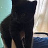 black_cat, kitten, feline, pet, animal, fluffy, fur, whiskers, ears, eyes, paws, hanging, being_held, indoor, bedroom, curtains, bed, portrait, close_up, cute