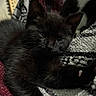 Cali is registered to the contest to win money with this photo: kitten, cat, black_cat, animal, pet, fur, whiskers, ears, eyes, sleepy, curled_up, blanket, cozy, indoor, close_up, portrait, guitar, musical_instrument, dark, cute