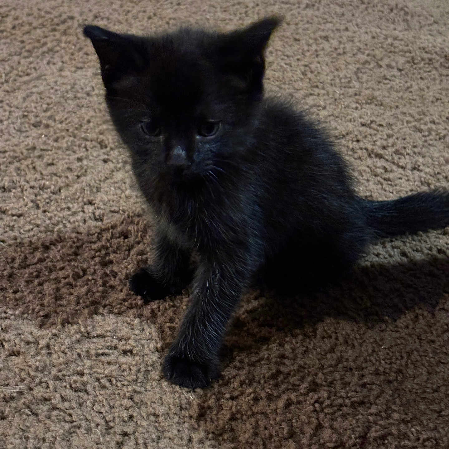 Cali joined the competition — help win amazing prizes! black_kitten, cat, feline, animal, pet, sitting, carpet, indoor, home, dark_fur, whiskers, pointed_ears, tail, kitten_face, portrait, floor, cardboard_box, serious_expression, candid_photo, cute