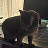 Cali is registered to the contest to win money with this photo: cat, black_cat, feline, pet, animal, standing, desk, computer, monitor, indoors, home, office, curtain, window, dark_fur, whiskers, ears, paws, portrait, moody_lighting