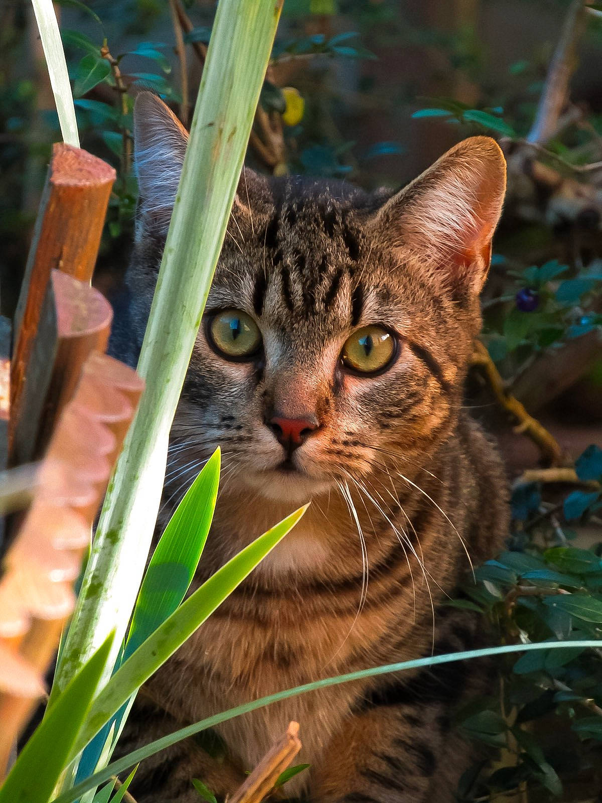 Raven a rejoint le concours — aidez-le/la à gagner de superbes lots ! carnivore, cat, close_up, domestic_short_haired_cat, eye, fawn, felidae, fur, grass, grass_family, plant, small_to_medium_sized_cats, snout, terrestrial_animal, terrestrial_plant, tree, vegetation, whiskers, wildlife, wood
