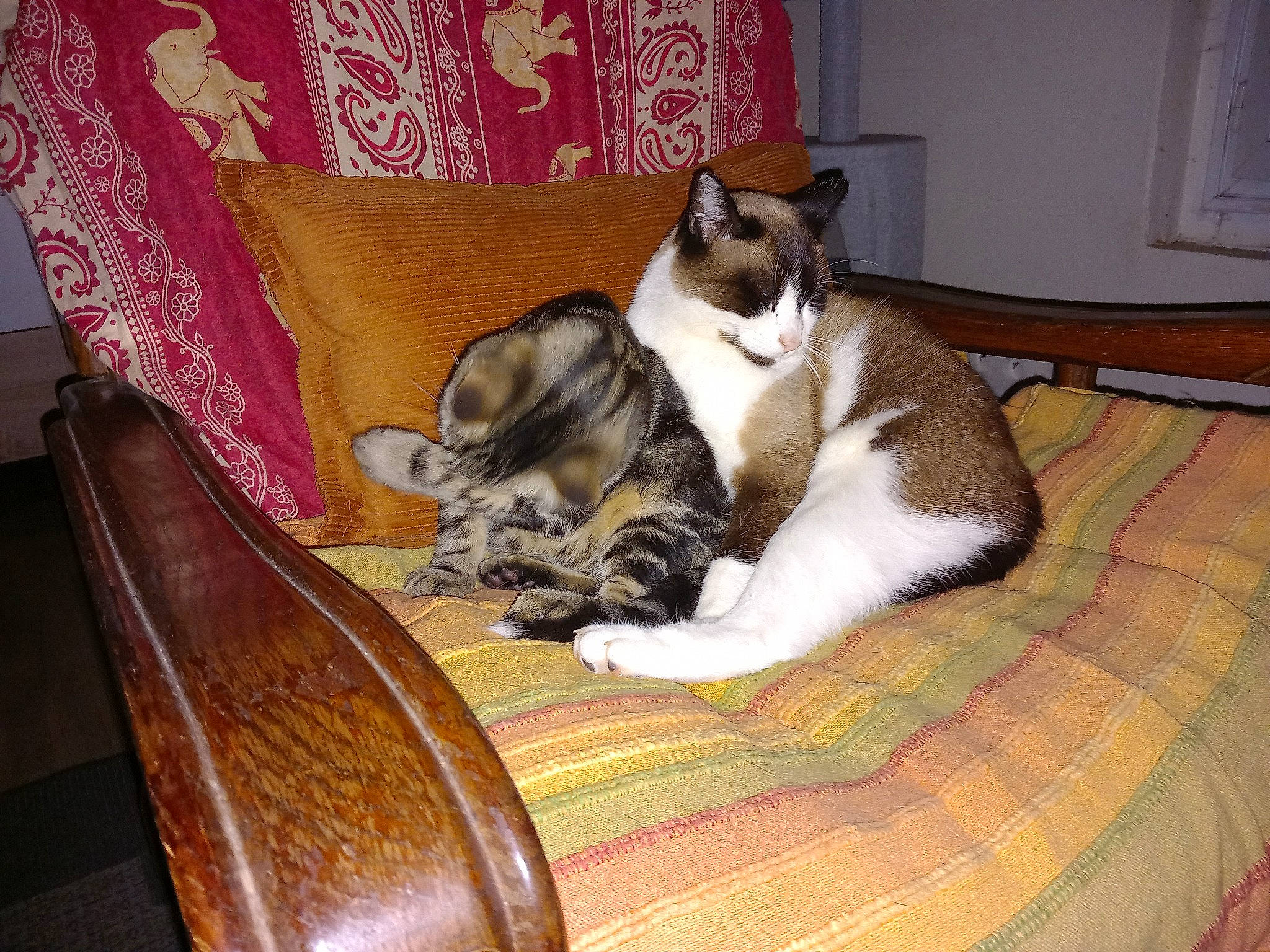 Raven a rejoint le concours — aidez-le/la à gagner de superbes lots ! brown, carnivore, cat, cat_supply, comfort, companion_dog, couch, domestic_short_haired_cat, fawn, felidae, flooring, fur, furniture, hardwood, linens, room, small_to_medium_sized_cats, tail, whiskers, wood