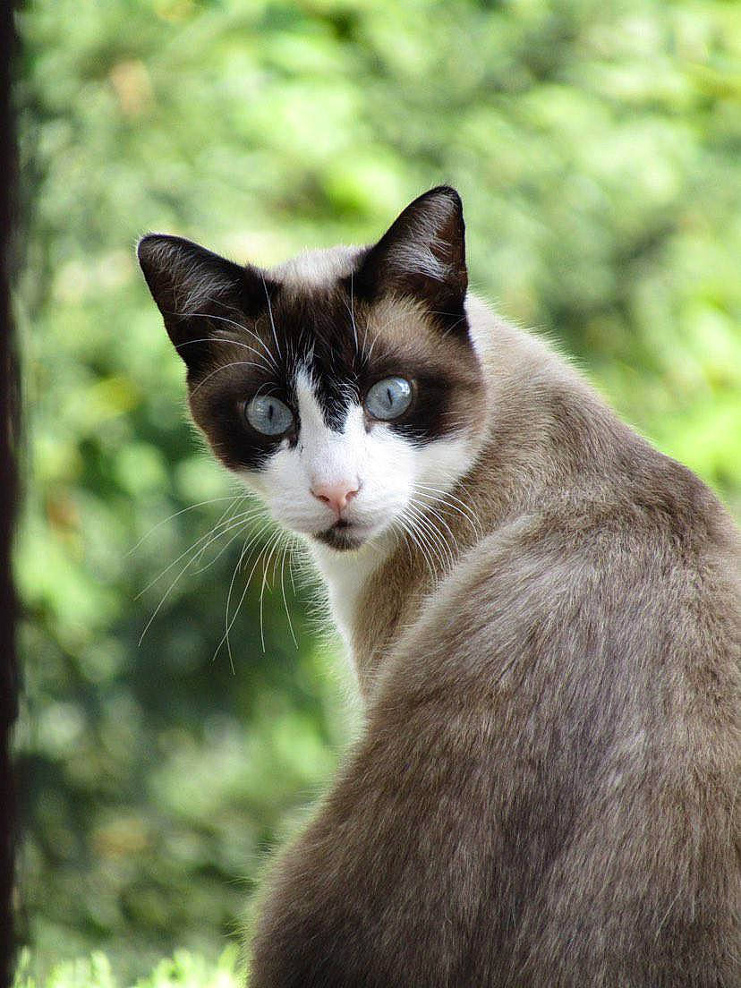 Katchan a rejoint le concours — aidez-le/la à gagner de superbes lots ! carnivore, cat, collar, domestic_short_haired_cat, eye, felidae, fur, grass, paw, plant, small_to_medium_sized_cats, snout, tail, terrestrial_animal, tree, whiskers, wildlife