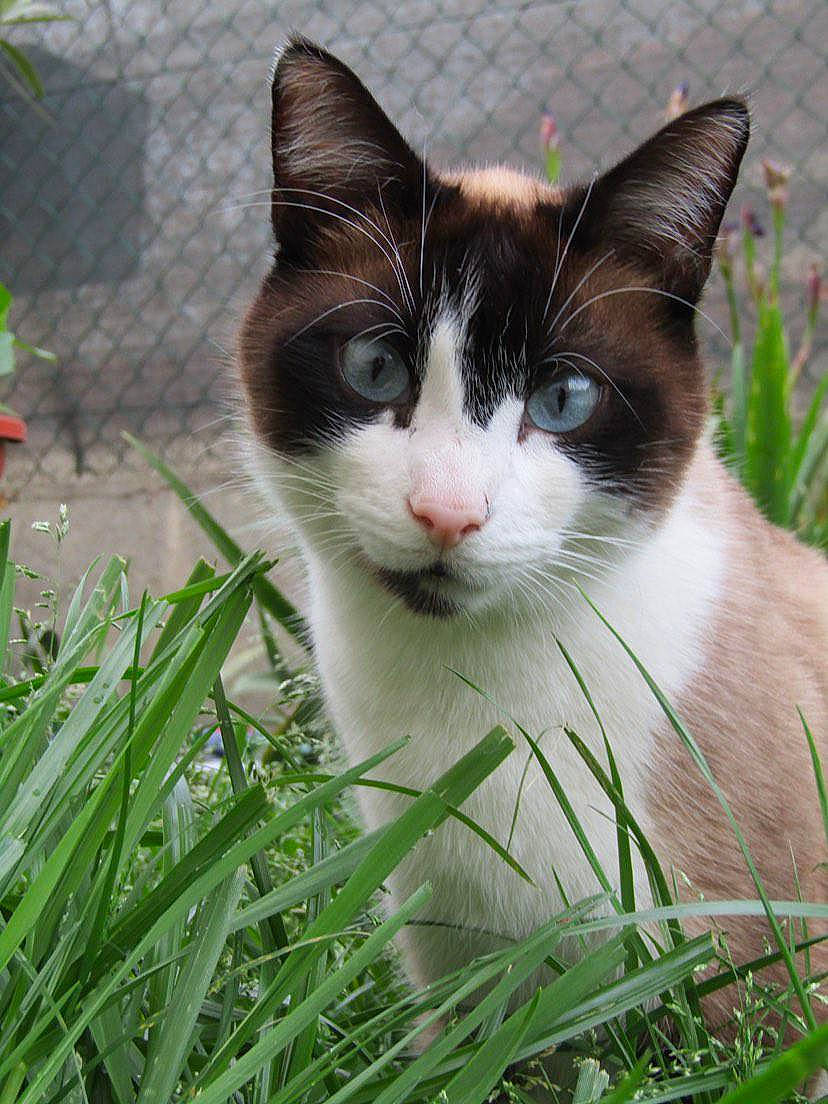 Katchan participe au concours pour gagner de l'argent avec cette photo : carnivore, cat, domestic_short_haired_cat, felidae, foot, fur, garden, grass, groundcover, herb, hierochloe, lawn, plant, small_to_medium_sized_cats, snout, tail, terrestrial_animal, tree, whiskers