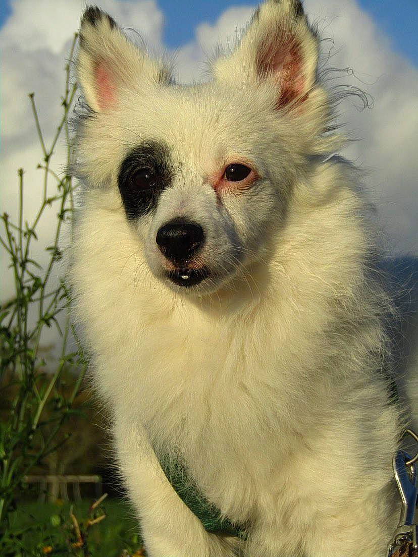 Ginko participe au concours pour gagner de l'argent avec cette photo : canidae, carnivore, cloud, companion_dog, dog, dog_breed, fawn, fur, grass, happy, indian_spitz, plant, samoyed, sky, snout, sporting_group, terrestrial_animal, toy_dog, whiskers, working_animal