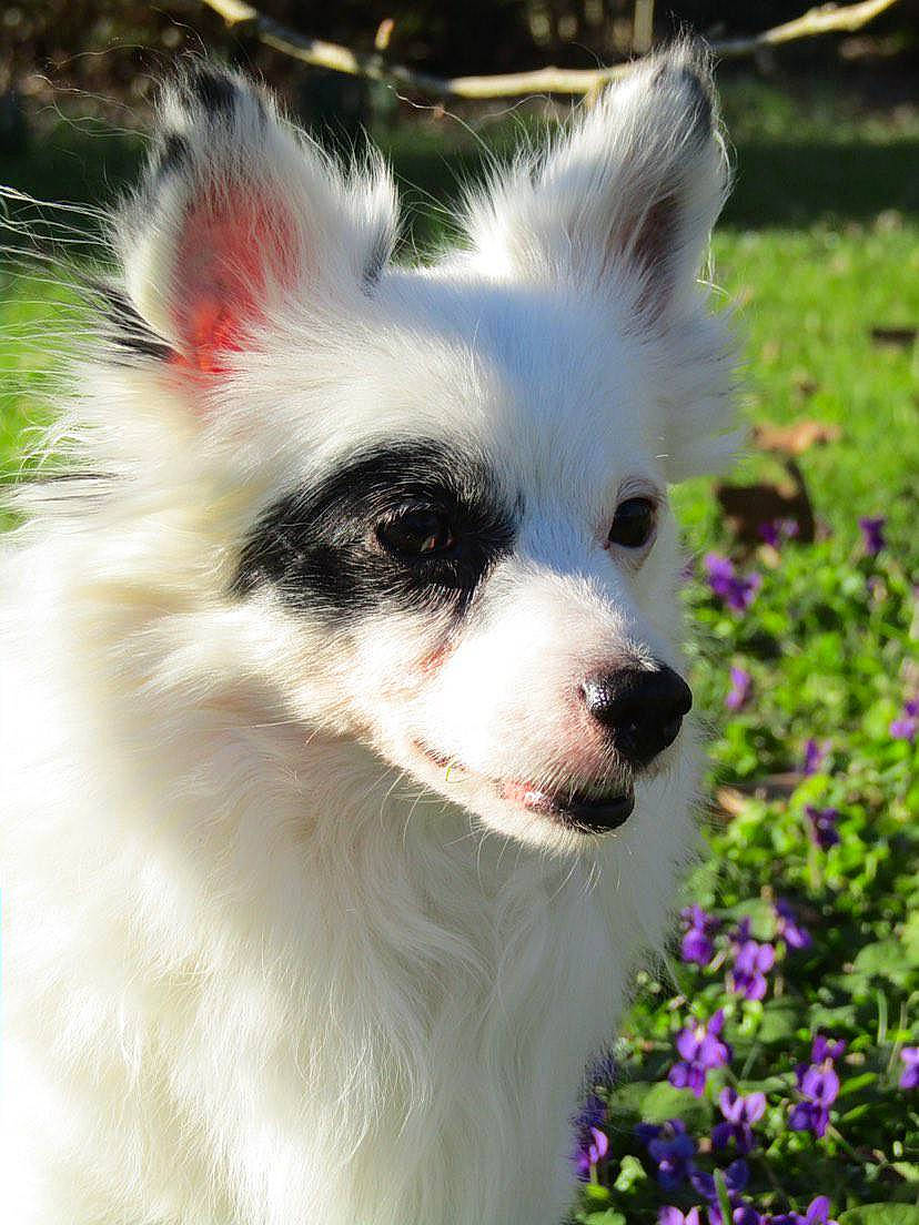 Ginko a rejoint le concours — aidez-le/la à gagner de superbes lots ! canidae, carnivore, companion_dog, dog, dog_breed, fawn, flower, fur, german_spitz, german_spitz_mittel, grass, indian_spitz, japanese_spitz, plant, samoyed, snout, spitz, sporting_group, whiskers, working_animal