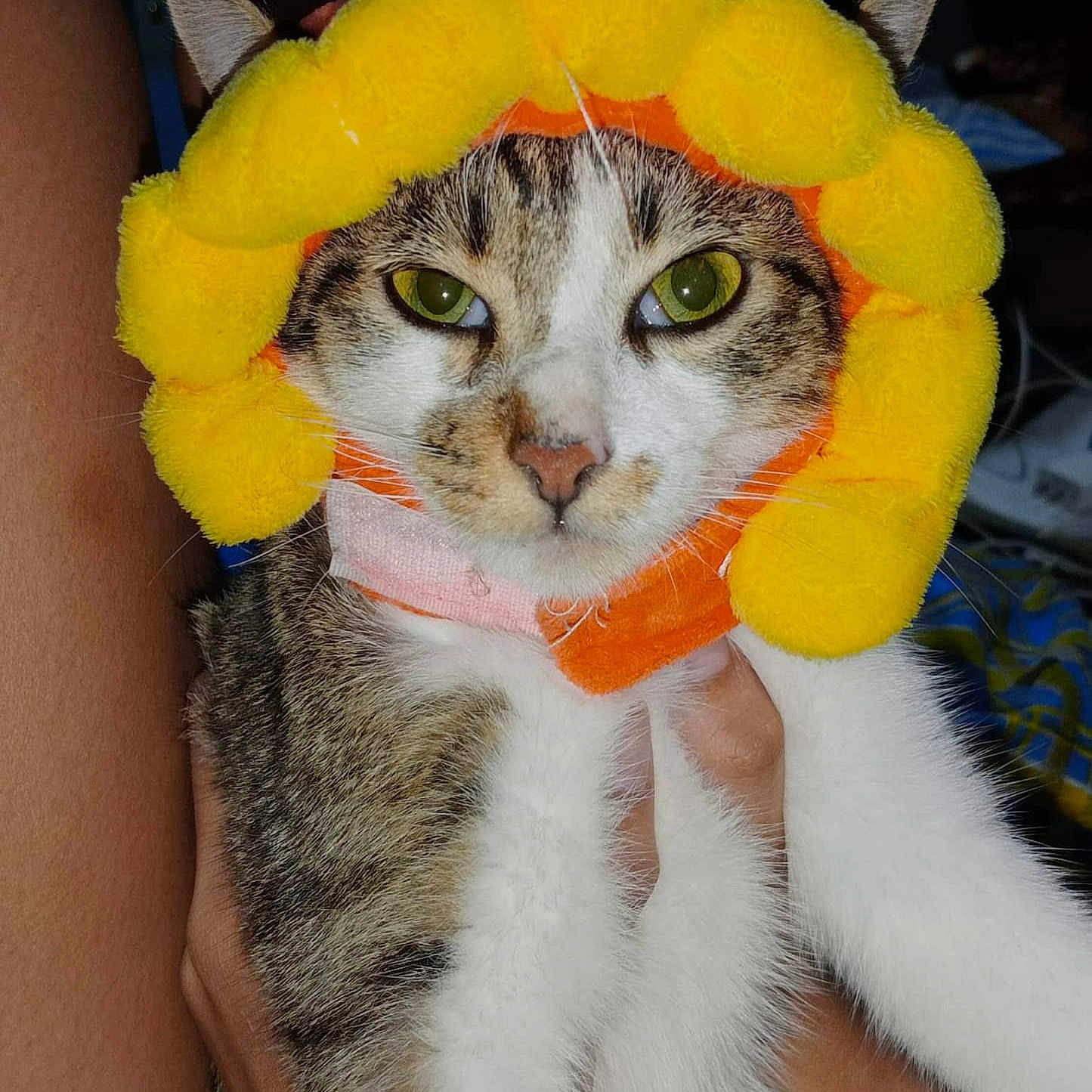 Kokoy joined the competition — help win amazing prizes! abyssinian, angora, animal, canine, cat, citrusfruit, dog, face, food, fruit, head, hound, kitten, manx, person, pet, photography, plush, portrait, toy