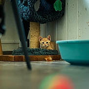 Iloa participe au concours pour gagner de l'argent avec cette photo : animal, blue_bowl, cat, cat_tree, colorful_ball, cozy, curious, floor, furniture, fuzzy, home, indoor, kitten, orange_cat, pet, playful, scratching_post, toy, wall, wood
