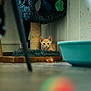 animal, blue_bowl, cat, cat_tree, colorful_ball, cozy, curious, floor, furniture, fuzzy, home, indoor, kitten, orange_cat, pet, playful, scratching_post, toy, wall, wood