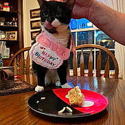 Gelato joined the competition — help win amazing prizes! cat, birthday, party_hat, bib, table, cake, plate, hand, dining_room, chair, window, wooden_furniture, indoor, celebration, pet, black_and_white_cat, food, decorations, person_hand, home