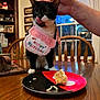 cat, birthday, party_hat, bib, table, cake, plate, hand, dining_room, chair, window, wooden_furniture, indoor, celebration, pet, black_and_white_cat, food, decorations, person_hand, home