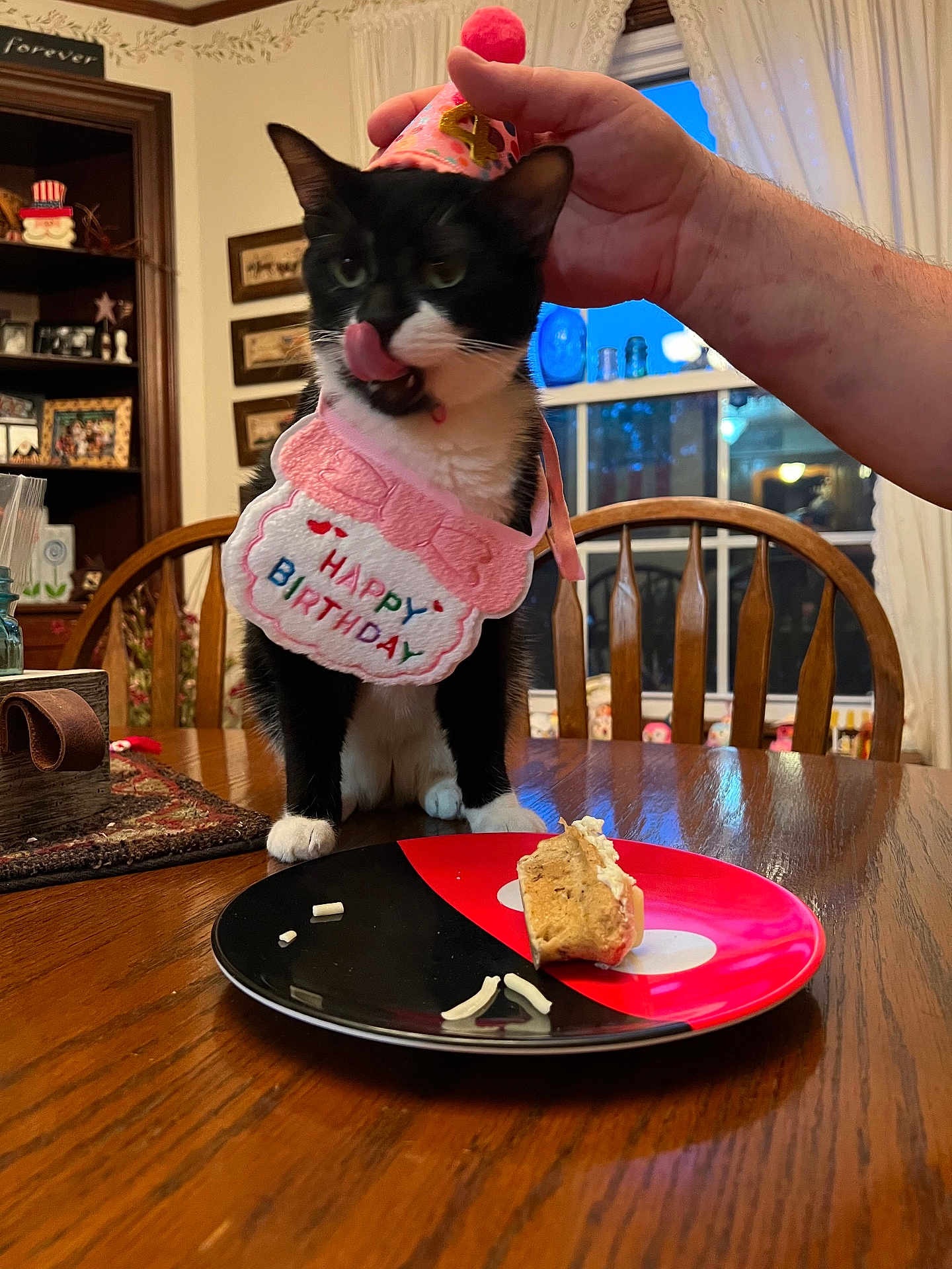 Gelato joined the competition — help win amazing prizes! cat, birthday, party_hat, bib, table, cake, plate, hand, dining_room, chair, window, wooden_furniture, indoor, celebration, pet, black_and_white_cat, food, decorations, person_hand, home