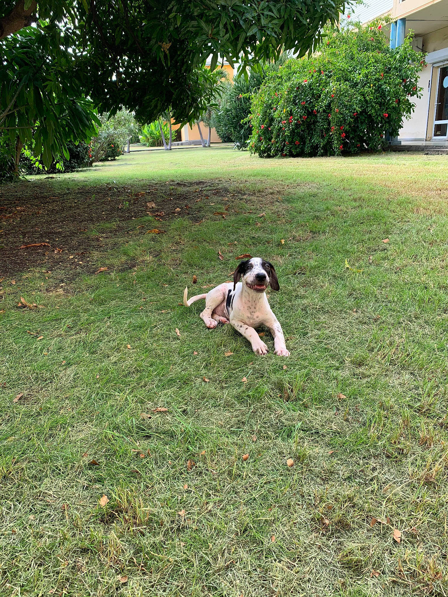 Manolis a rejoint le concours — aidez-le/la à gagner de superbes lots ! backyard, canidae, carnivore, dog, dog_breed, grass, hunting_dog, lawn, mammal, pointer, sporting_group, tail, vertebrate