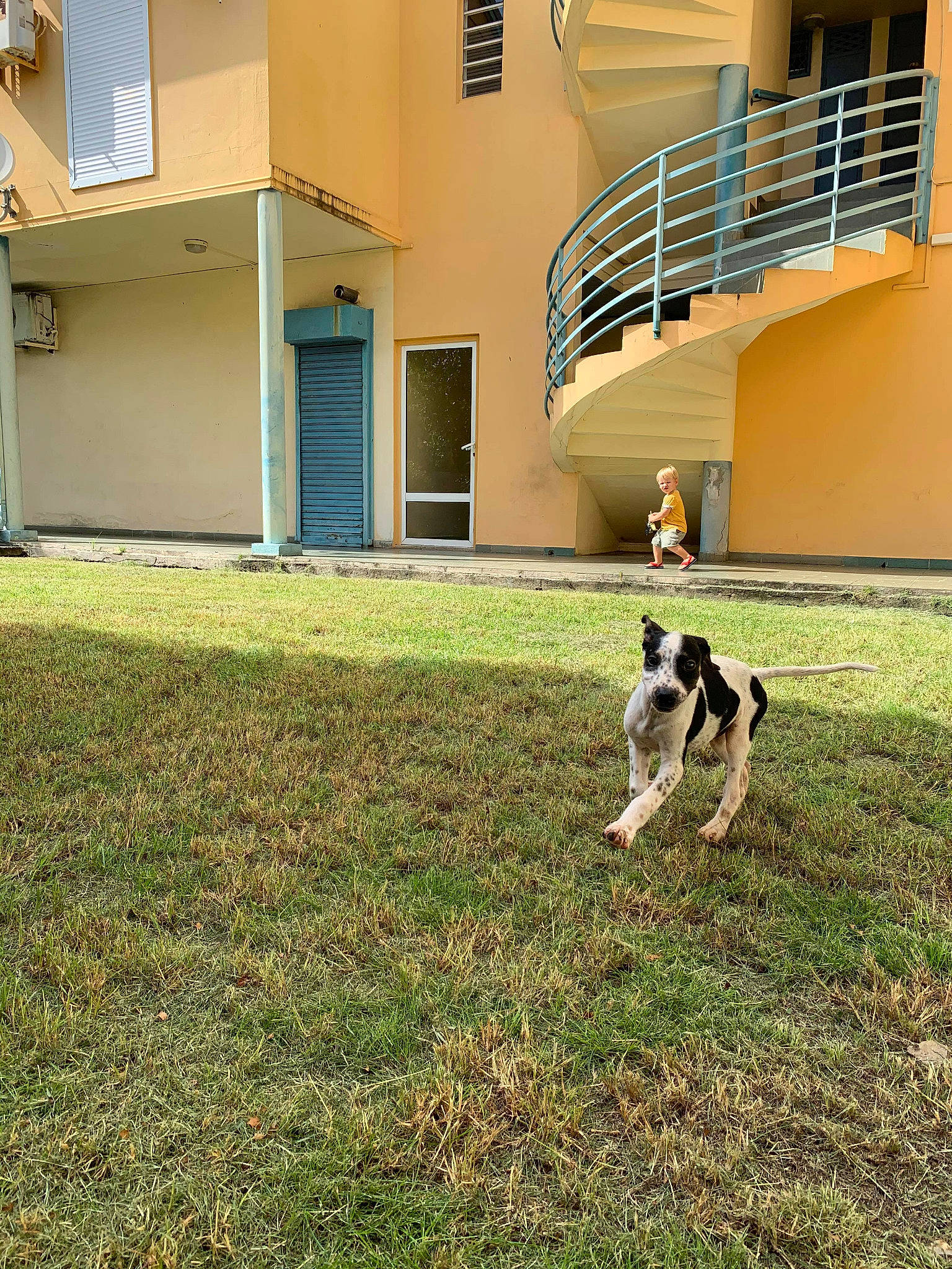 Manolis a rejoint le concours — aidez-le/la à gagner de superbes lots ! backyard, canidae, carnivore, danish_swedish_farmdog, dog, dog_breed, grass, home, house, lawn, plant, pointer, rat_terrier, ratonero_bodeguero_andaluz, sporting_group, yard