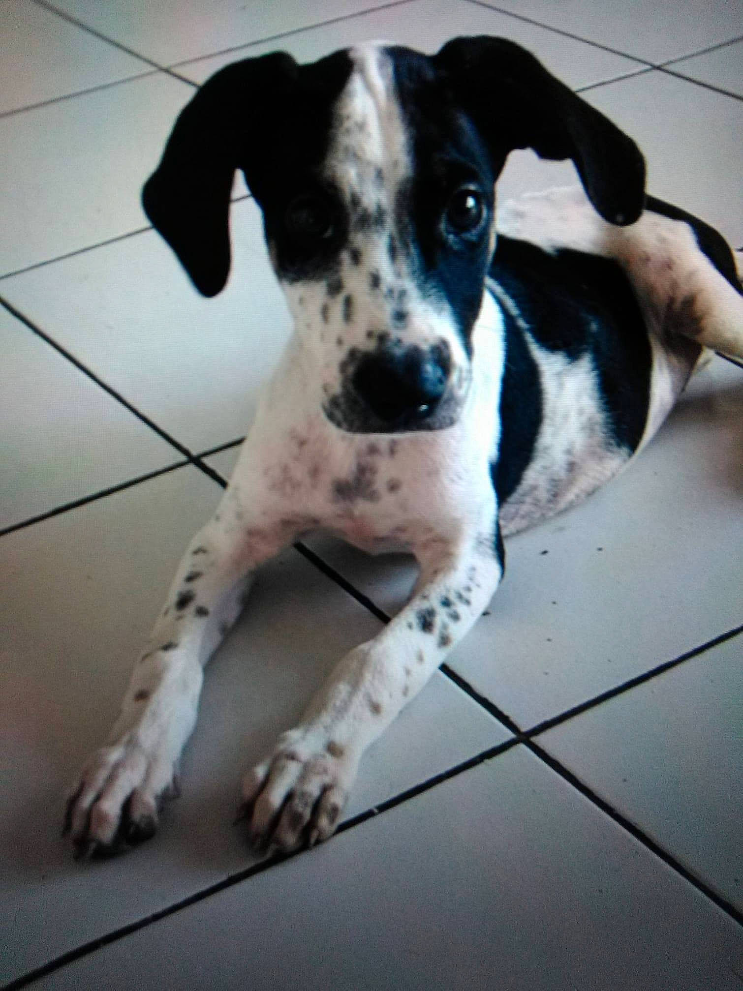 Manolis a rejoint le concours — aidez-le/la à gagner de superbes lots ! canidae, carnivore, companion_dog, dog, dog_breed, dog_supply, floor, flooring, fur, mammal, paw, pet_supply, snout, sporting_group, tail, tile, tile_flooring, working_animal, working_dog