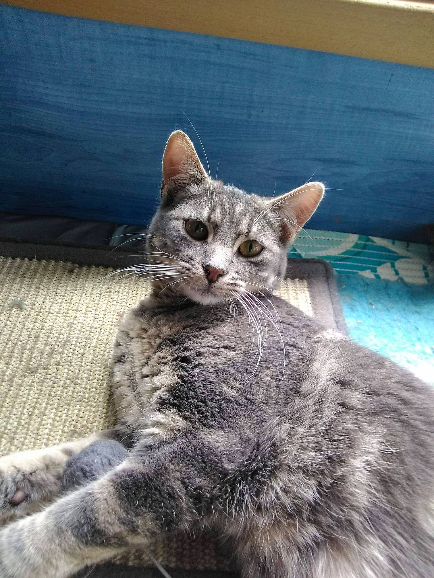 Pablo participe au concours pour gagner de l'argent avec cette photo : aegean_cat, american_shorthair, american_wirehair, asian, australian_mist, california_spangled, carnivore, cat, domestic_short_haired_cat, dragon_li, egyptian_mau, european_shorthair, felidae, kitten, mammal, ocicat, small_to_medium_sized_cats, tabby_cat, vertebrate, whiskers