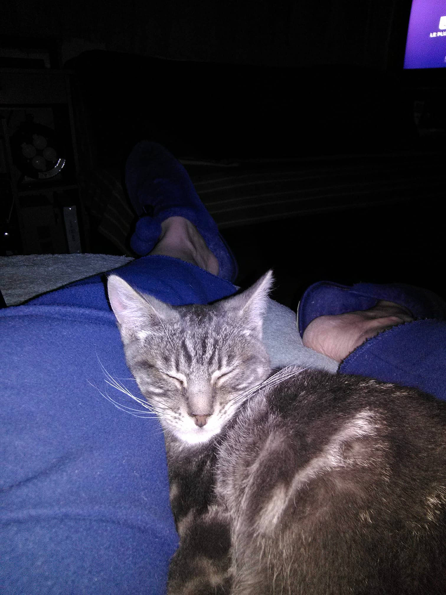 Pablo participe au concours pour gagner de l'argent avec cette photo : asian, carnivore, cat, domestic_short_haired_cat, ear, european_shorthair, felidae, fur, kitten, night, sky, small_to_medium_sized_cats, tabby_cat, tail, whiskers