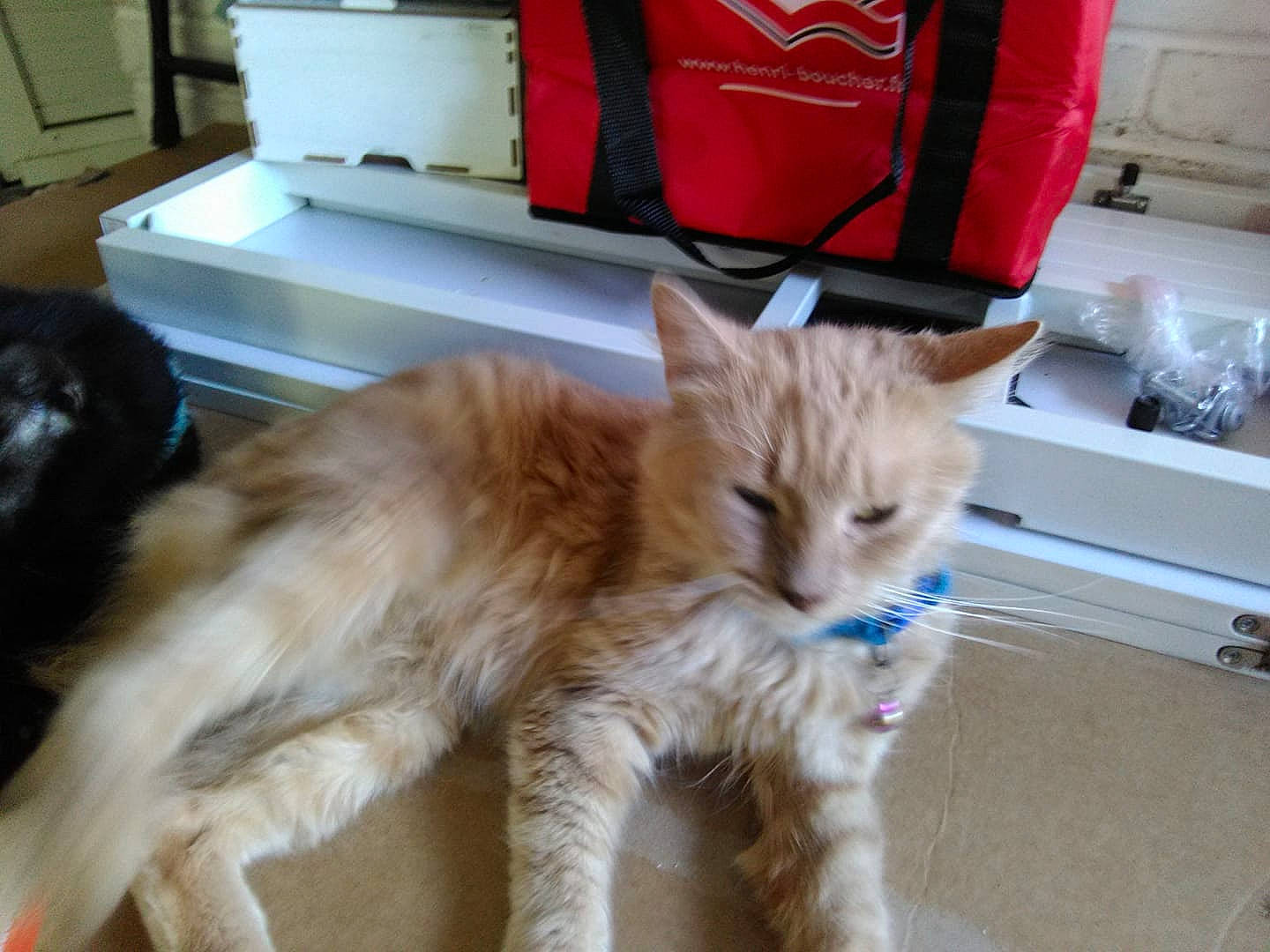 Pompon participe au concours pour gagner de l'argent avec cette photo : asian, asian_semi_longhair, carnivore, cat, domestic_long_haired_cat, domestic_short_haired_cat, european_shorthair, fawn, felidae, fur, kitten, maine_coon, mammal, norwegian_forest_cat, polydactyl_cat, small_to_medium_sized_cats, tabby_cat, tail, whiskers