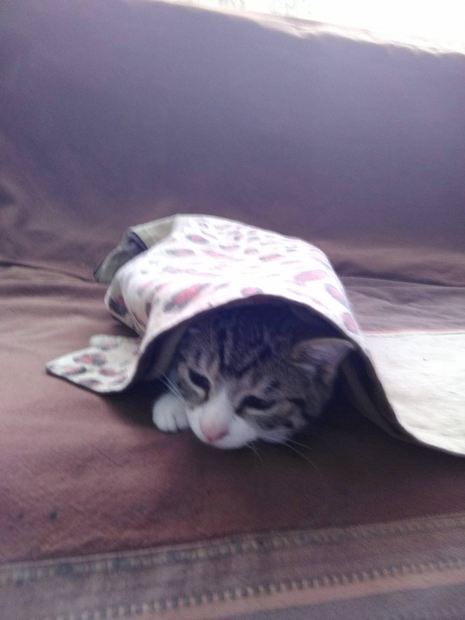 Pikatchu participe au concours pour gagner de l'argent avec cette photo : carnivore, cat, felidae, kitten, small_to_medium_sized_cats, whiskers