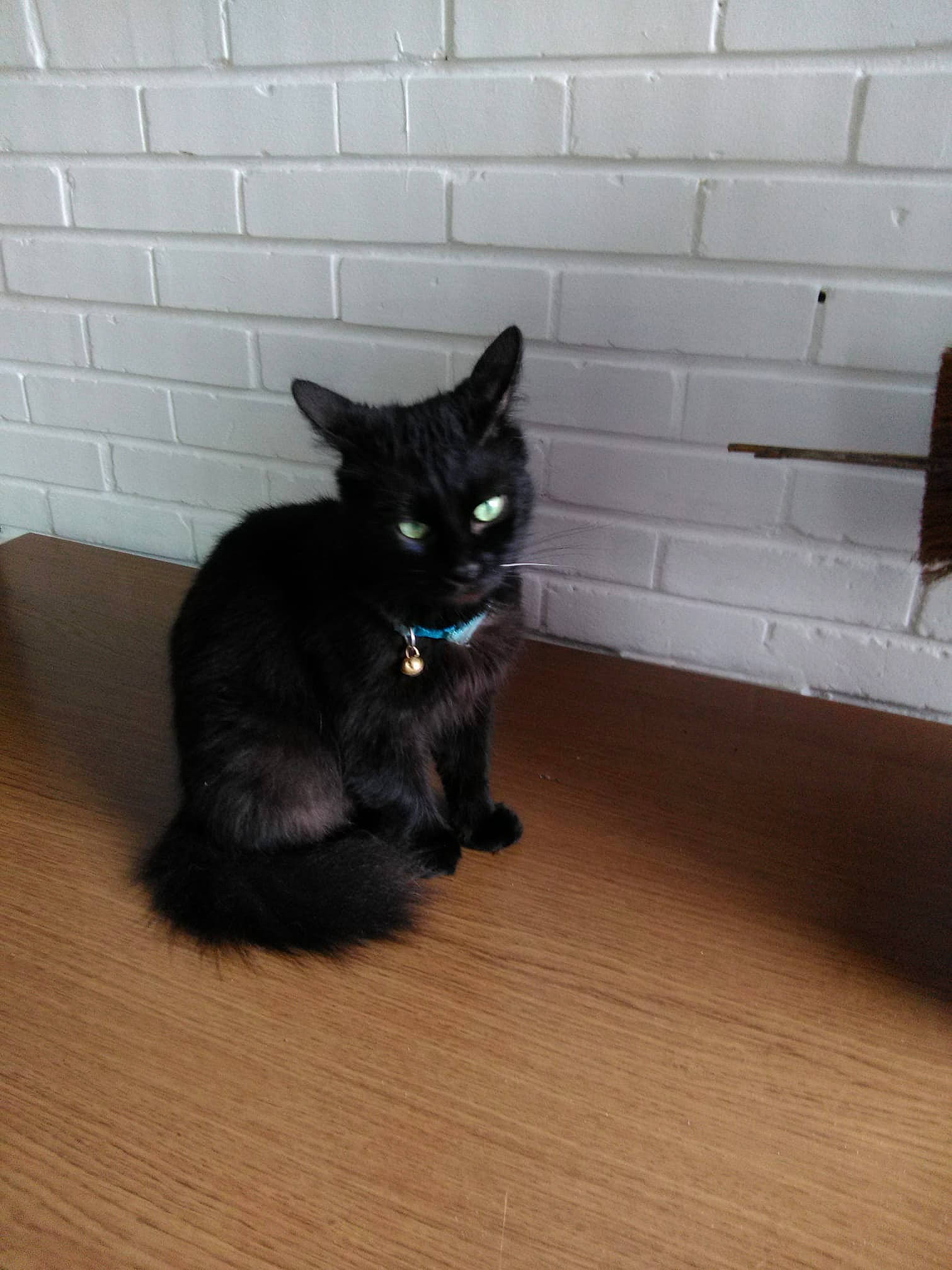 Coquin a rejoint le concours — aidez-le/la à gagner de superbes lots ! asian, black, black_cat, bombay, carnivore, cat, domestic_short_haired_cat, felidae, floor, flooring, fur, hardwood, kitten, korat, mammal, polydactyl_cat, small_to_medium_sized_cats, tail, whiskers, wood