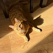 Symba participe au concours pour gagner de l'argent avec cette photo : cat, orange_tabby, indoor, wooden_floor, sunlight, shadow, pet, feline, animal, relaxing, domestic_cat, flooring, warm_light, ears, whiskers, eyes, fur, home, cozy, resting