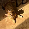 cat, orange_tabby, indoor, wooden_floor, sunlight, shadow, pet, feline, animal, relaxing, domestic_cat, flooring, warm_light, ears, whiskers, eyes, fur, home, cozy, resting