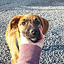 Oly participe au concours pour gagner de l'argent avec cette photo : puppy, dog, brown, close_up, outdoor, gravel, hand, pet, young_dog, canine, fur, animal, collar, cute, friendly, sunlight, portrait, looking, mammal, adorable