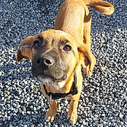 Oly participe au concours pour gagner de l'argent avec cette photo : puppy, dog, pet, outdoor, pebbles, curious, brown_fur, black_nose, collar, ears, tail, young_dog, animal, looking_up, sunlight, shadow, cute, small_dog, playful, canine