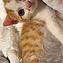 kitten, cat, orange_tabby, white_fur, pet, animal, cute, close_up, soft_texture, blanket, cozy, fur, whiskers, indoors, young, small, sleepy, resting, domestic_cat, curious