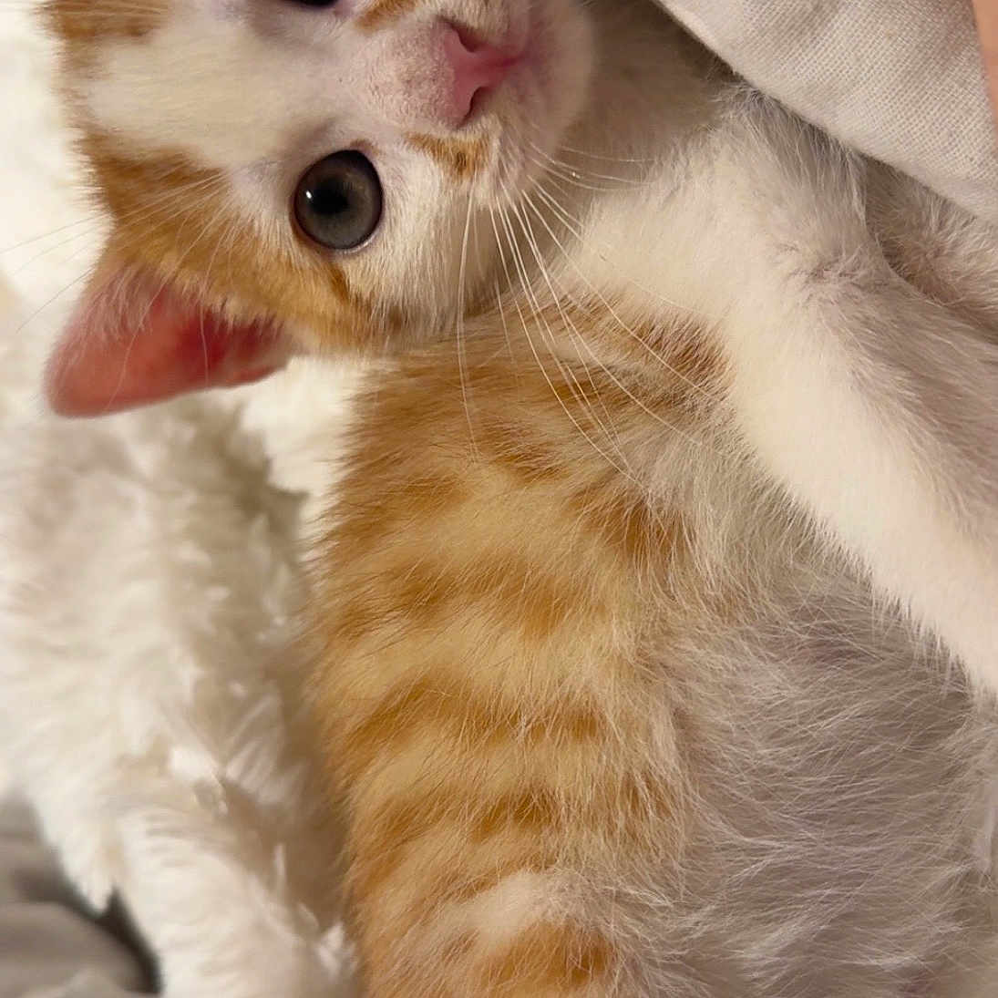 Ulysse participe au concours pour gagner de l'argent avec cette photo : animal, blanket, cat, close_up, cozy, curious, cute, domestic_cat, fur, indoors, kitten, orange_tabby, pet, resting, sleepy, small, soft_texture, whiskers, white_fur, young